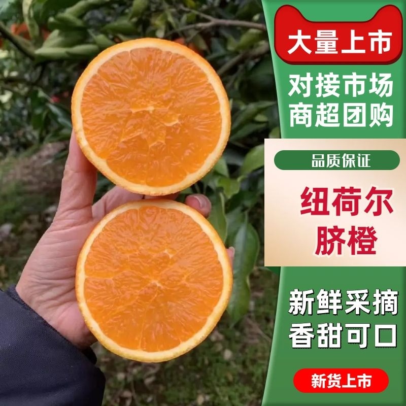 正宗纽荷尔脐橙长虹脐橙产地一手货源大量上市保质保量