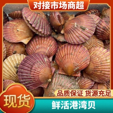 小红贝扇贝港湾贝大量上市一首货源码头直供欢迎视频看货