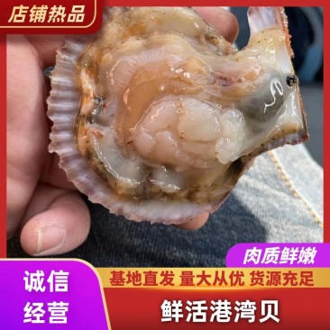 小红贝港湾贝壳扇贝养殖户直发规格大小齐全欢迎考察货源充