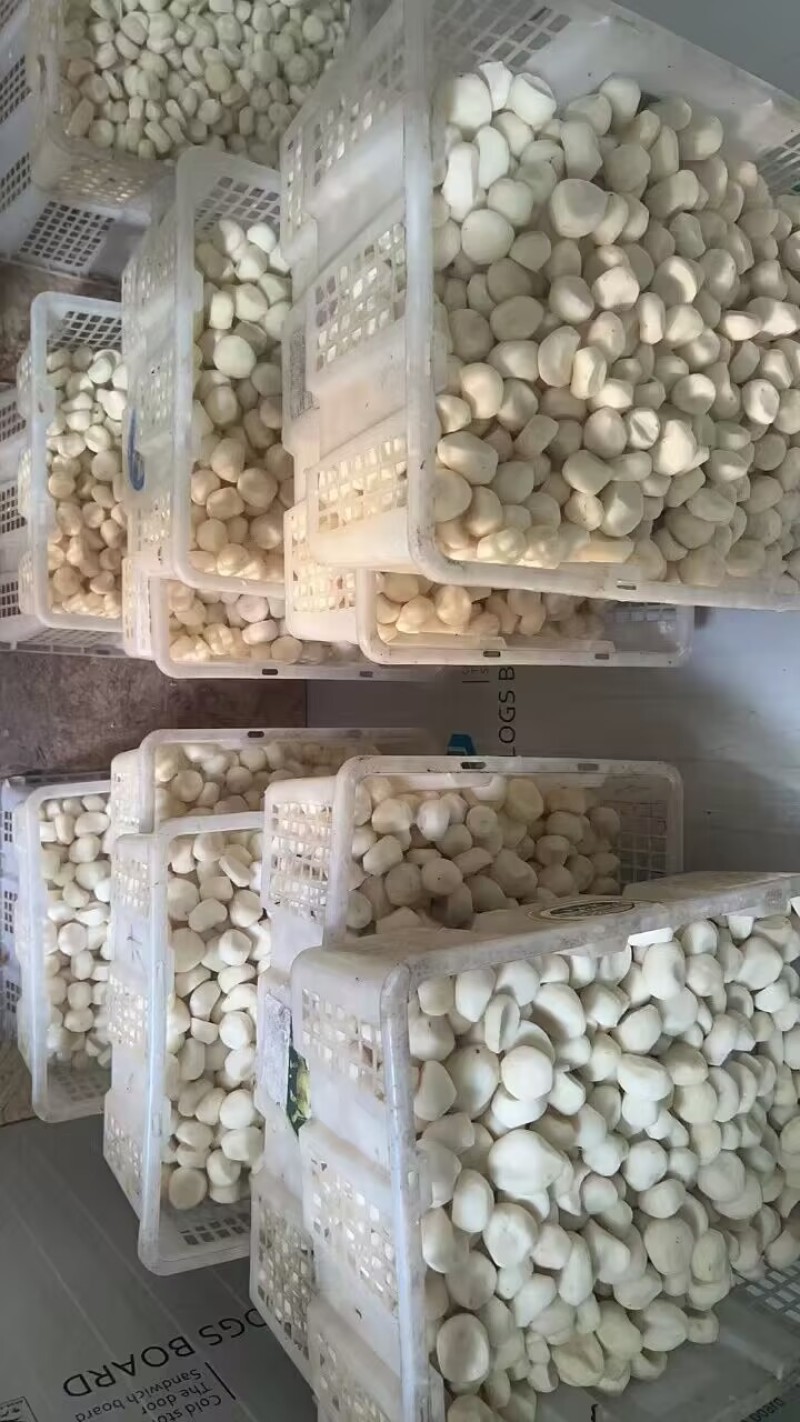 去皮马蹄不泡水现削马蹄清脆甜口真空包装现挖现发
