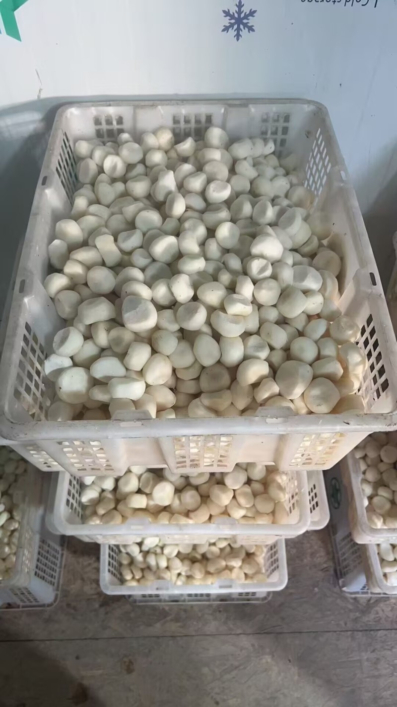 去皮马蹄不泡水现削马蹄清脆甜口真空包装现挖现发