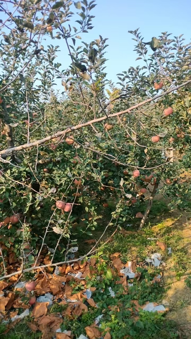 【山东苹果】红富士苹果，帮找车，诚信经营，客户至上！