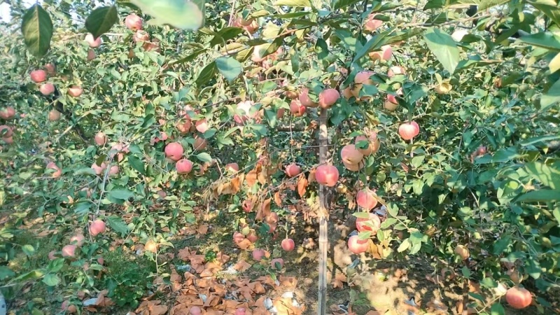 【山东苹果】红富士苹果，帮找车，诚信经营，客户至上！