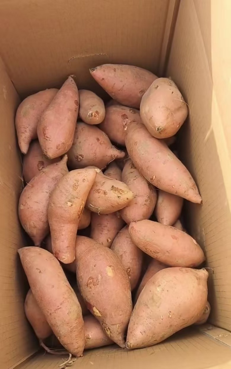 【龙薯9号】大量有货供货稳定诚信经营保障品质