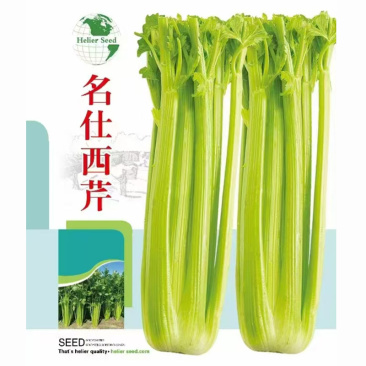 名仕西芹种子纤维少产量高耐低温耐高温基地品种