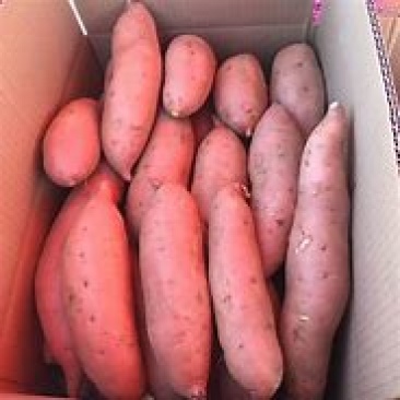 龙薯9号大量长期供应香甜软糯欢迎长期合作伙伴