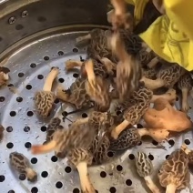 羊肚菌西藏产地直发本地特产保证正品全国包邮