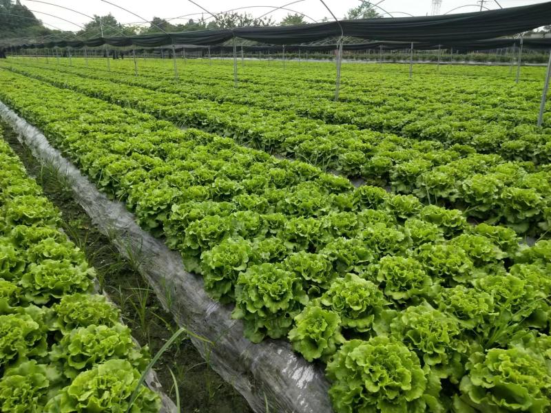 意大利生菜产地新鲜发货一手货源可视频看货以质论价欢迎咨询