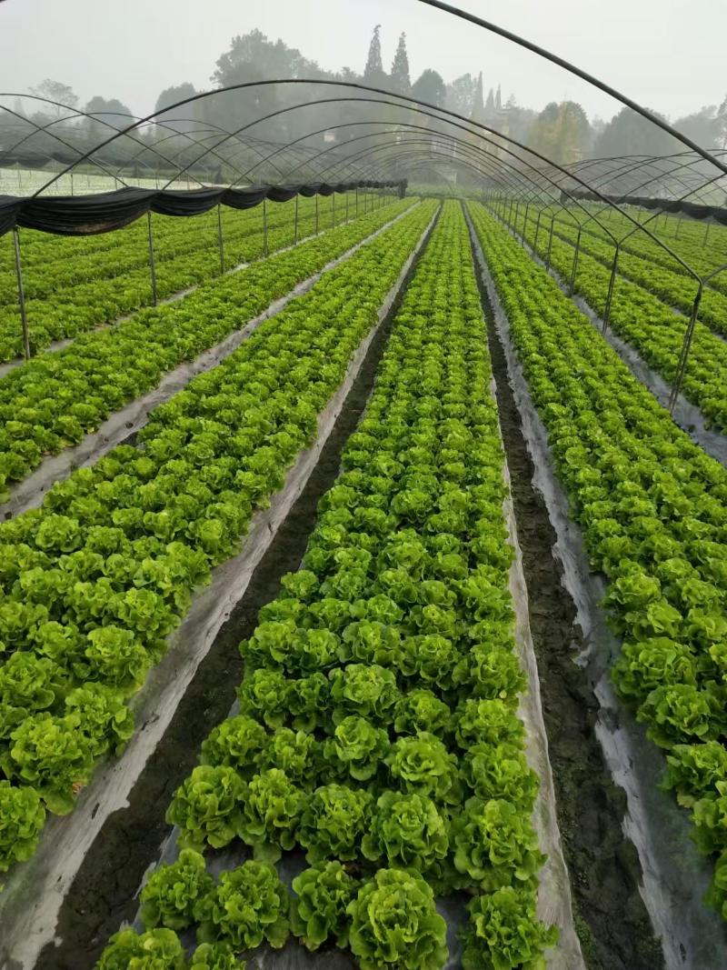 意大利生菜产地新鲜发货一手货源可视频看货以质论价欢迎咨询