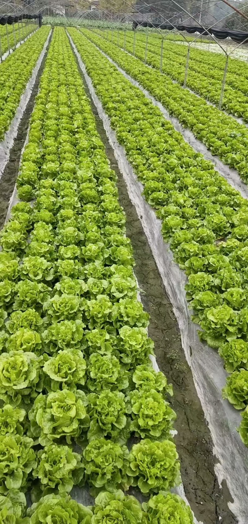 意大利生菜产地新鲜发货一手货源可视频看货以质论价欢迎咨询