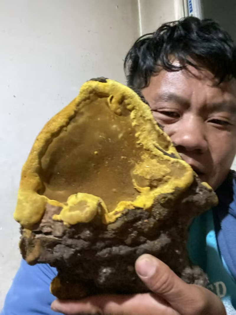 高原野生大小桑黄统一价格产地直发本地特产保证正品全国包邮