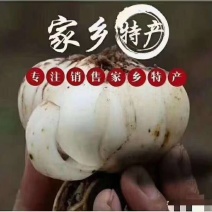 定西临洮百合精品百合保质保量现货速发（零售价）