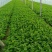 精品西芹玻璃脆安徽芹菜基地大量供应价格便宜欢迎采购
