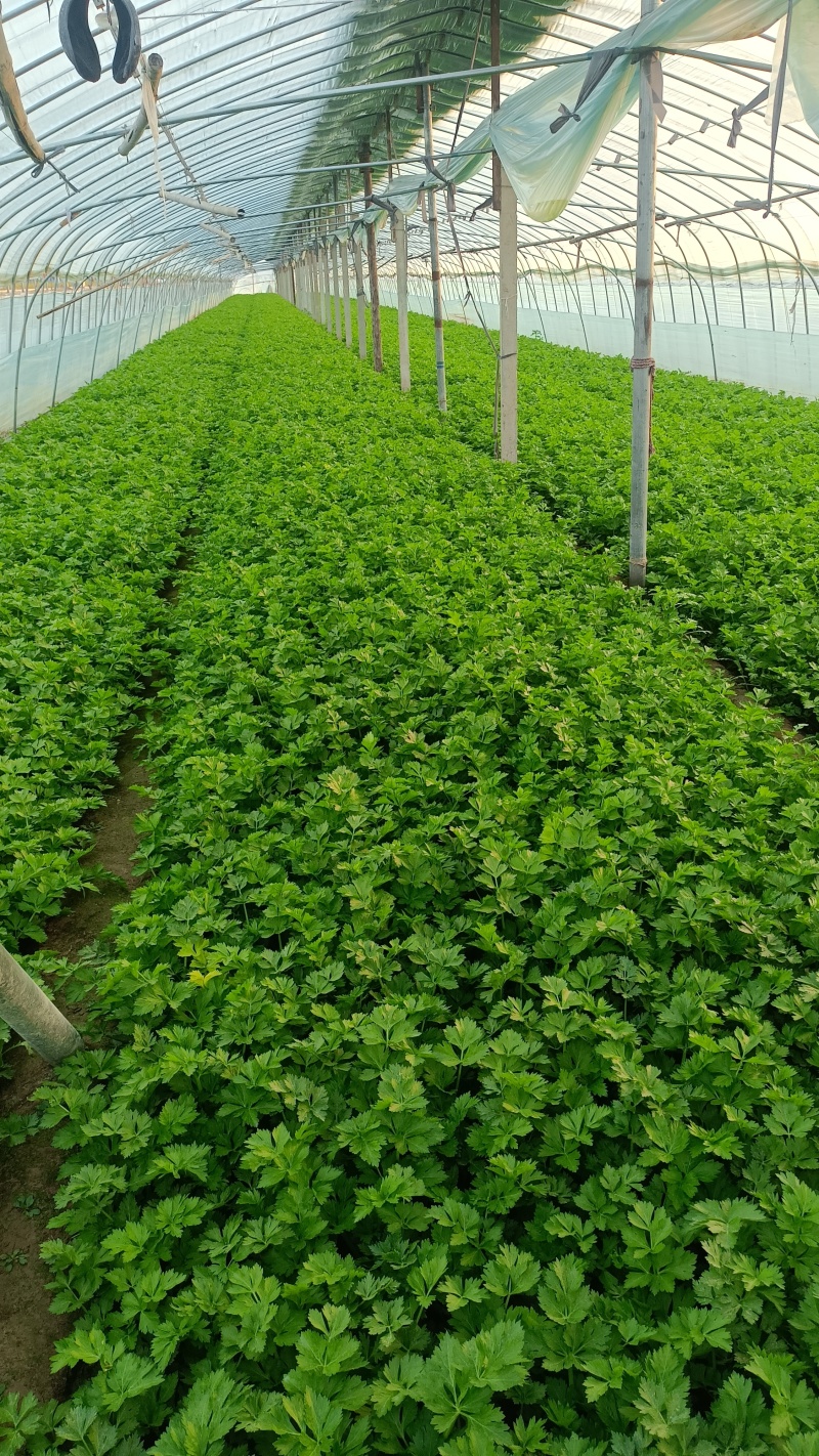 精品西芹玻璃脆安徽芹菜基地大量供应价格便宜欢迎采购