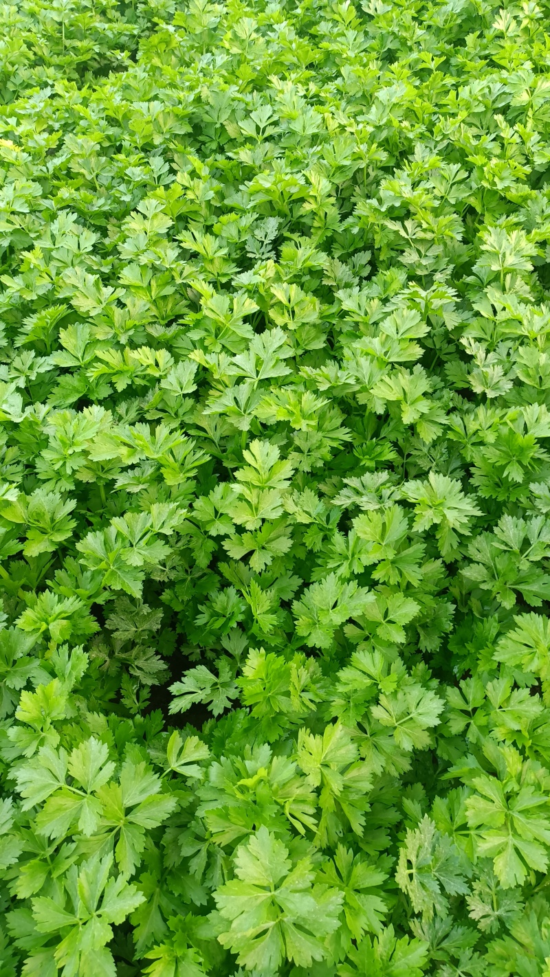 精品西芹玻璃脆安徽芹菜基地大量供应价格便宜欢迎采购