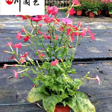 花烟草苗圃基地直销多年生草花色彩丰富成都花卉苗木批发
