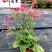 花烟草苗圃基地直销多年生草花色彩丰富成都花卉苗木批发