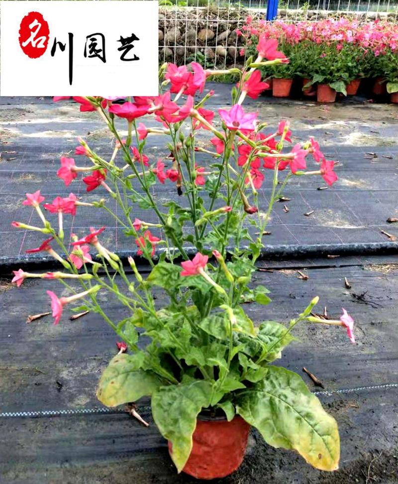 花烟草苗圃基地直销多年生草花色彩丰富成都花卉苗木批发
