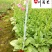 花烟草苗圃基地直销多年生草花色彩丰富成都花卉苗木批发