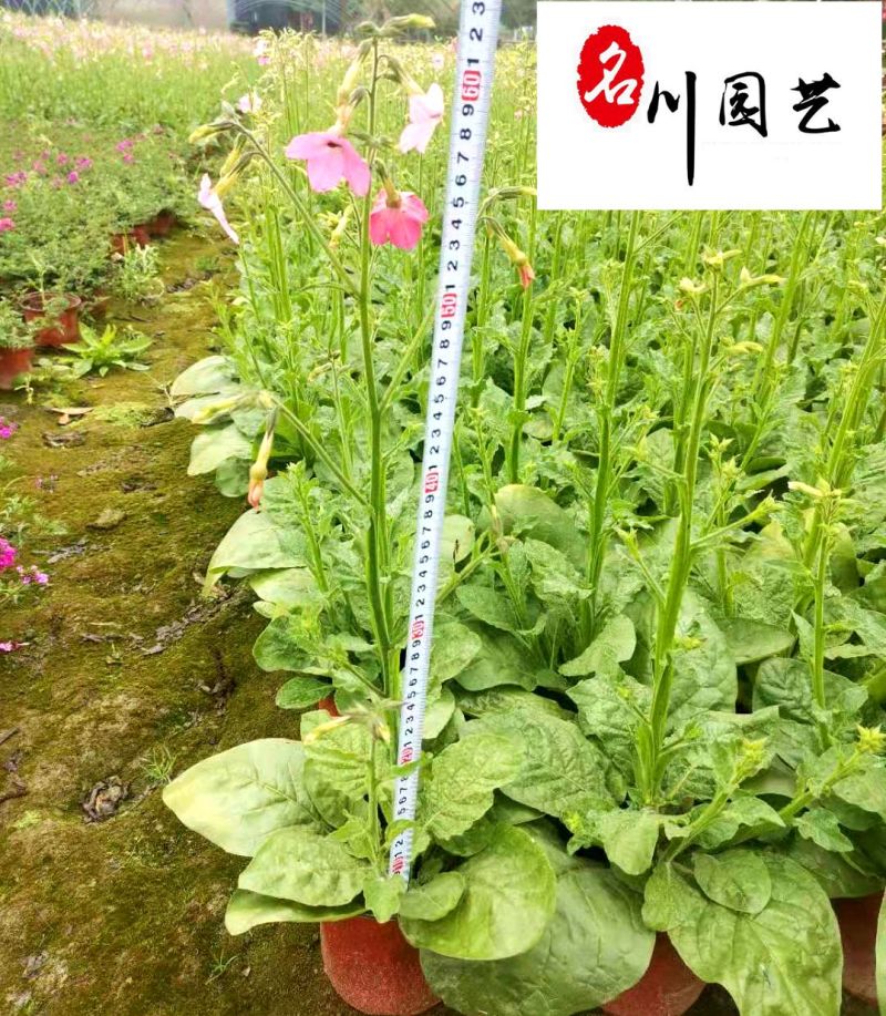 花烟草苗圃基地直销多年生草花色彩丰富成都花卉苗木批发