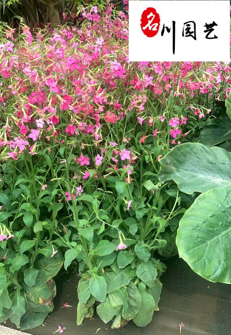 花烟草苗圃基地直销多年生草花色彩丰富成都花卉苗木批发