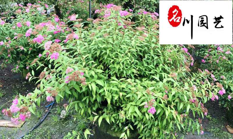 花烟草苗圃基地直销多年生草花色彩丰富成都花卉苗木批发