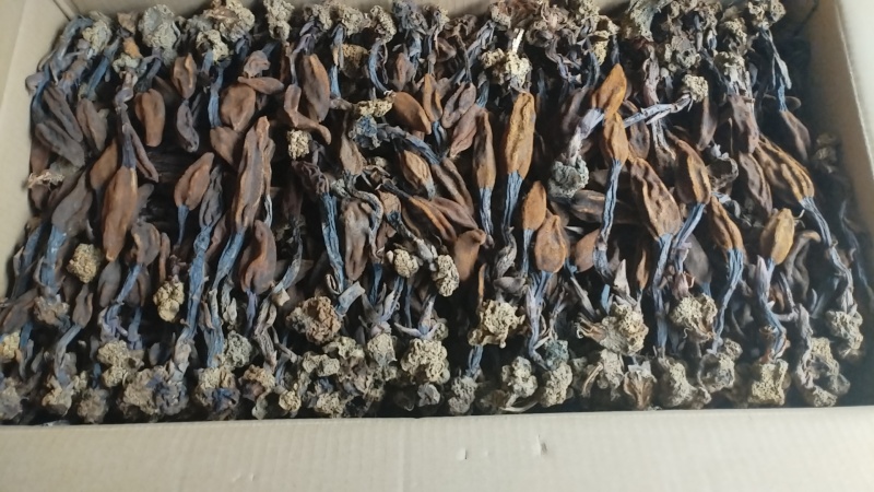 回春草无硫货产地直发一手货源童叟无欺欢迎致电咨询