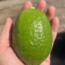 广东香水柠檬大量上市现摘现发供应全国欢迎咨询！