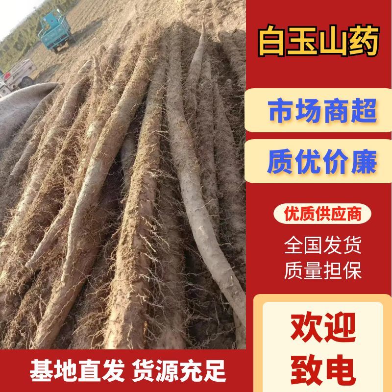 河北白玉山药基地直供一手货源规格齐全可对接市场商超