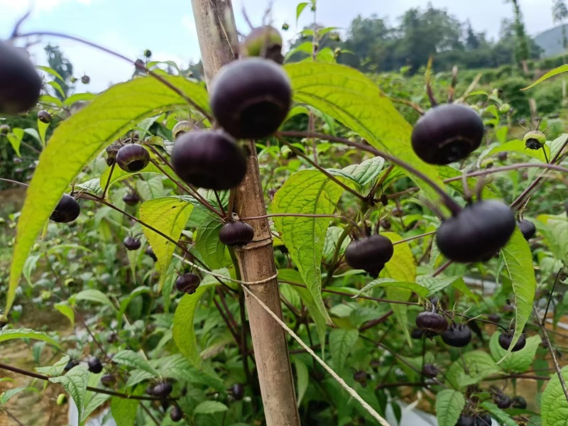 云南红果参/自家种植产地直发欢迎来电咨询合作