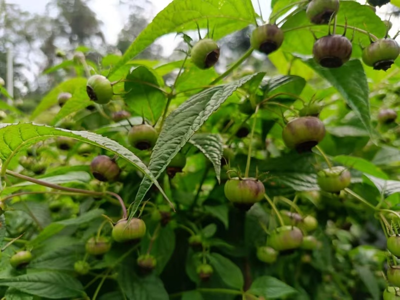 云南红果参/自家种植产地直发欢迎来电咨询合作