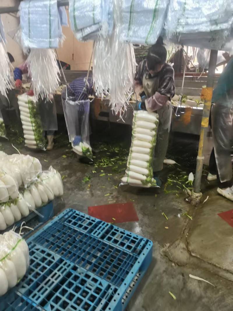 【白萝卜】湖北白萝卜无糠心畸形擦伤断头黑癍卖相好网袋净菜