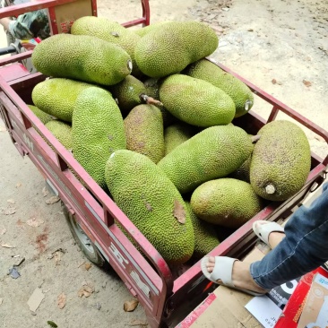 【推荐】精品菠萝蜜产地直发一手货源量大价优可视频看货欢