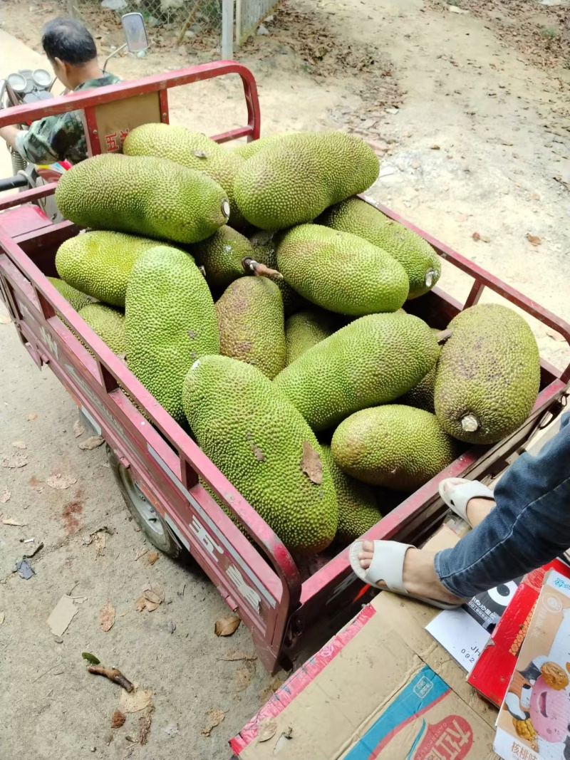 【推荐】精品菠萝蜜产地直发一手货源量大价优可视频看货欢