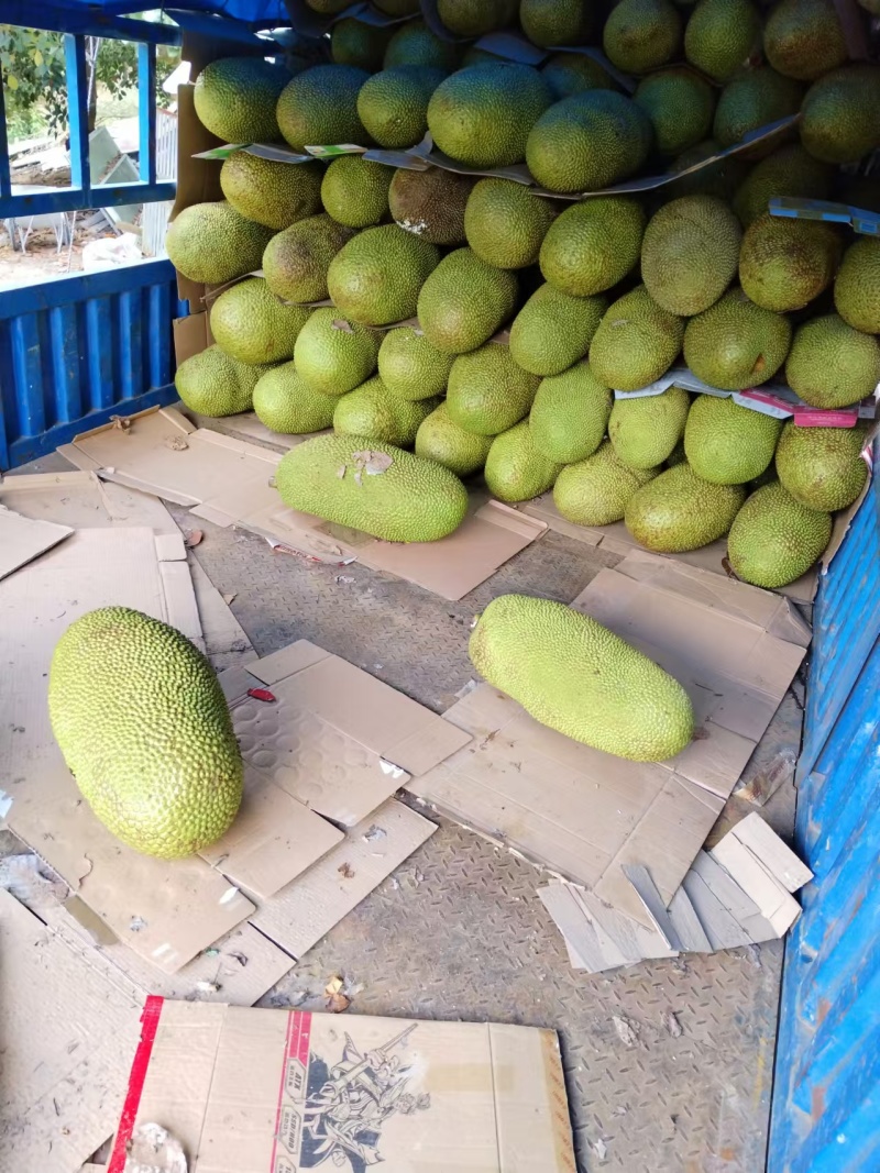 【推荐】精品菠萝蜜产地直发一手货源量大价优可视频看货欢