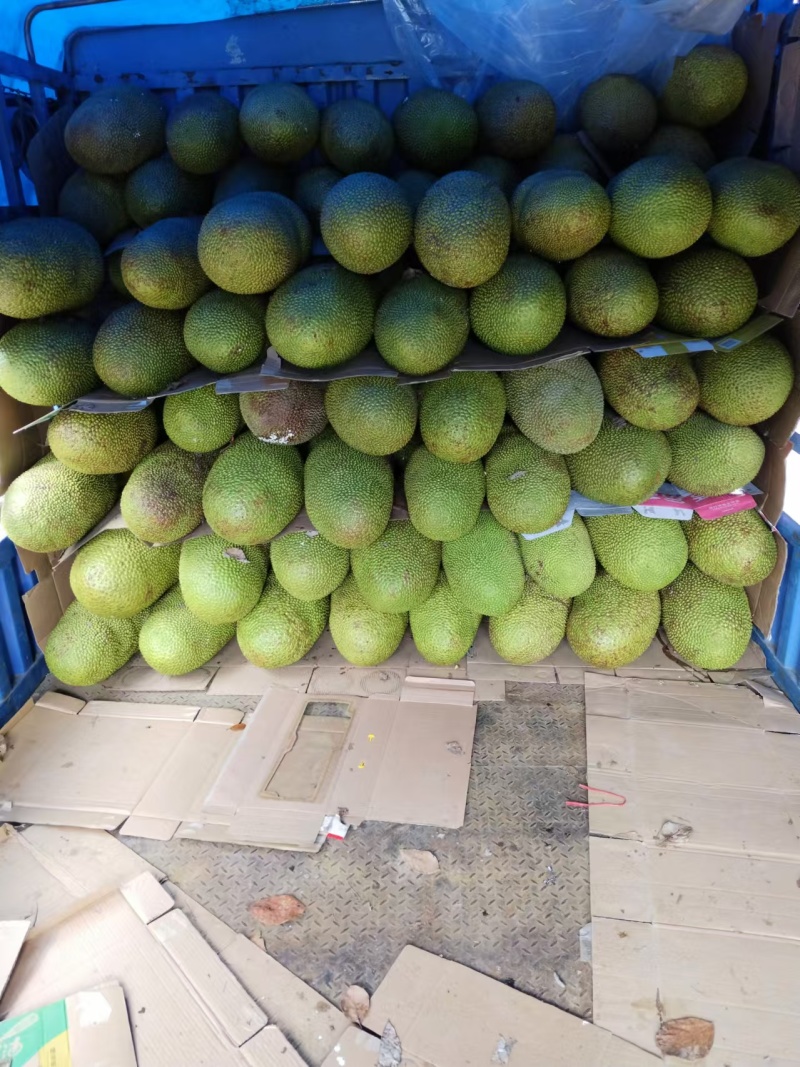 【推荐】精品菠萝蜜产地直发一手货源量大价优可视频看货欢
