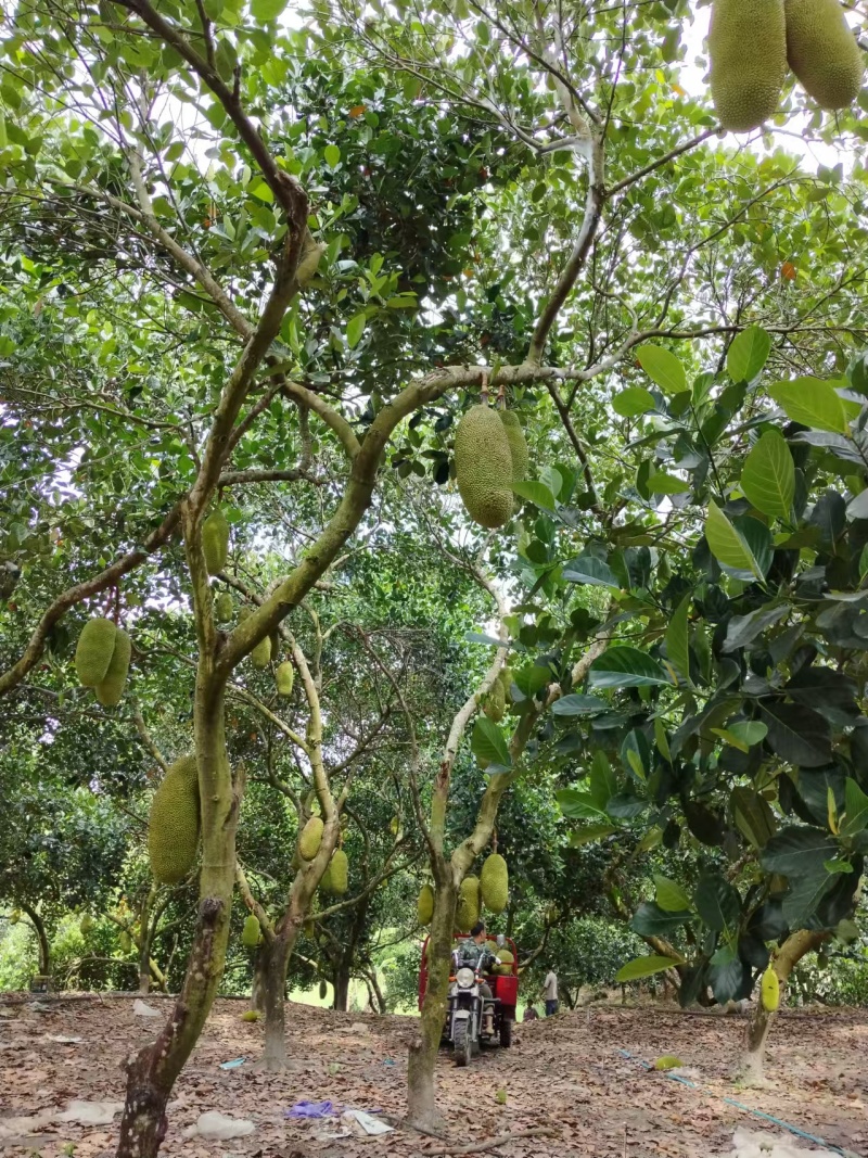 【推荐】精品菠萝蜜产地直发一手货源量大价优可视频看货欢
