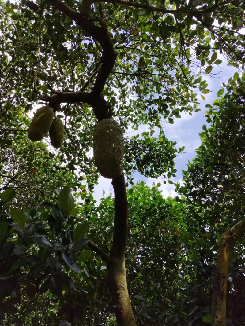 【推荐】精品菠萝蜜产地直发一手货源量大价优可视频看货欢
