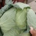 新野县蔬菜基地甘篮大量上市品质保证