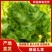 砀山县儿菜基地，货源充足，专业代购代发，保质保量！