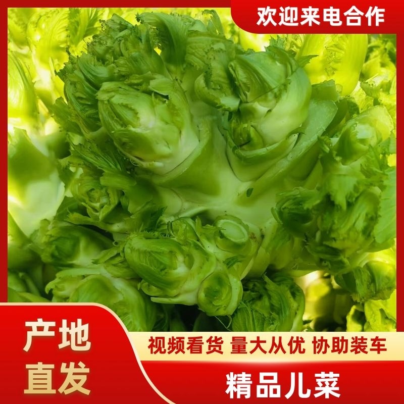 砀山县儿菜基地，货源充足，专业代购代发，保质保量！