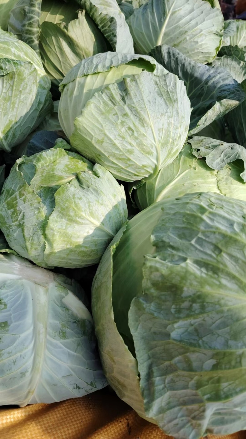 新野县蔬菜基地甘篮大量上市品质保证