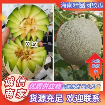 【推荐】海南网纹瓜供应市场商超电商品质保证量大价优