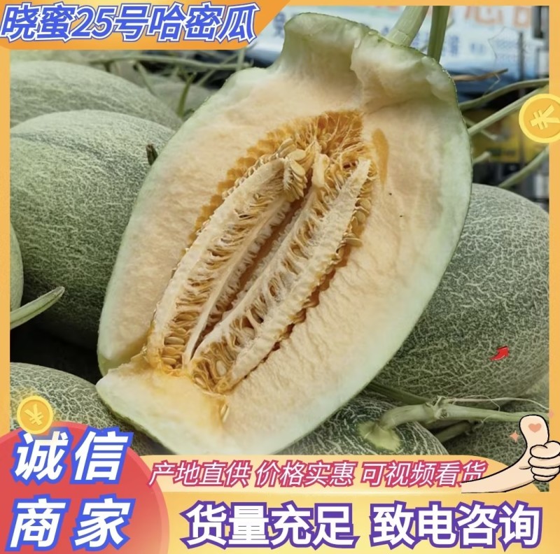哈密瓜晓蜜25哈密瓜大量供应一手货源品质保证量大优惠