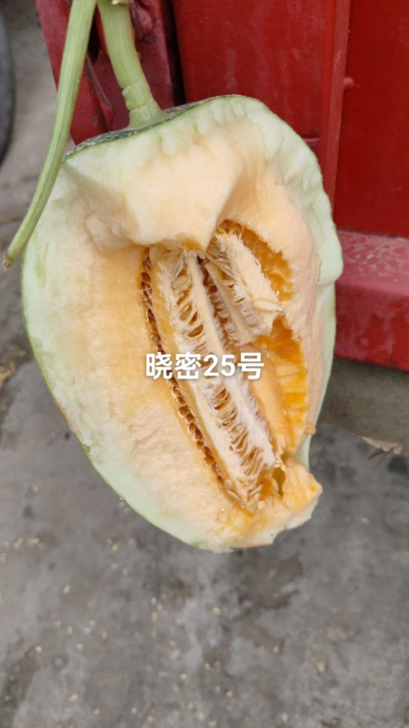 哈密瓜晓蜜25哈密瓜大量供应一手货源品质保证量大优惠