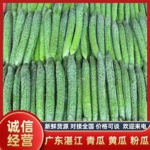 青瓜、黄瓜、粉瓜，大量供应，质量保证，欢迎来电咨询！