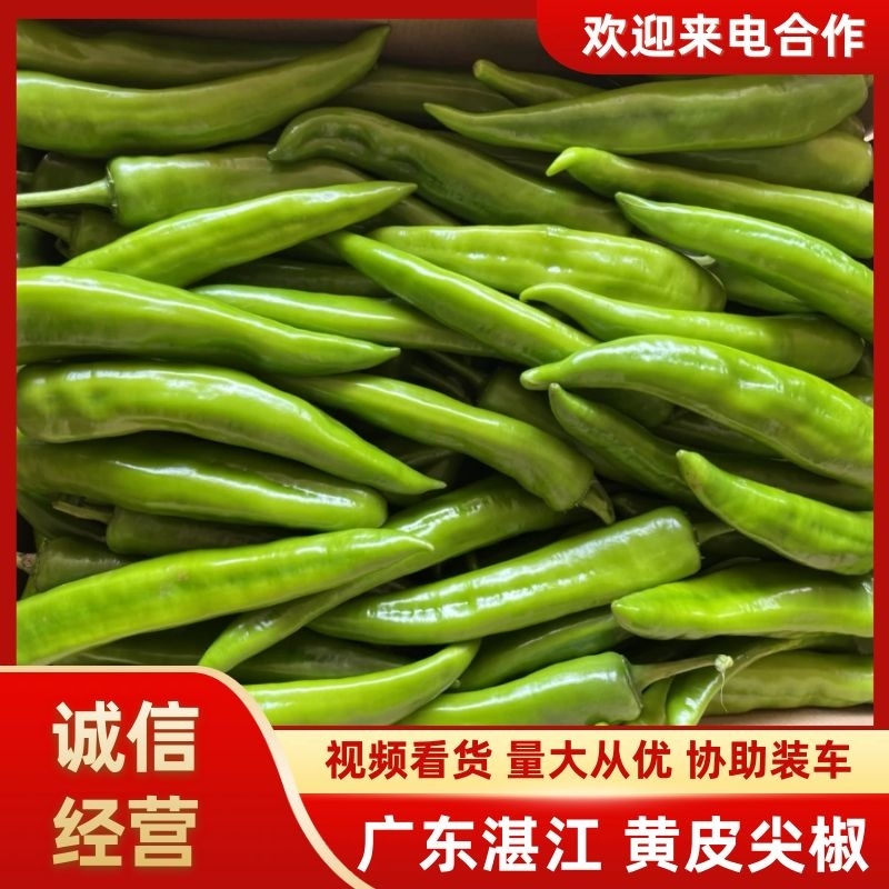 【推荐】黄皮尖椒、大量供应，品质保证，欢迎来电