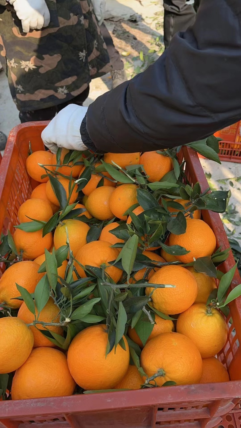 湖南纽荷尔脐橙大量上市全国供货产地直发价格优惠
