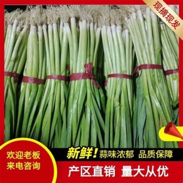 白根蒜苗多年老店货源充足对接全国市场商超