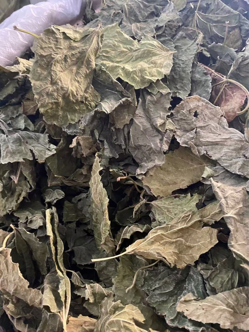 桑叶产品实拍质量保证